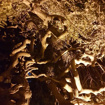 Le Sophora ゲストハウス