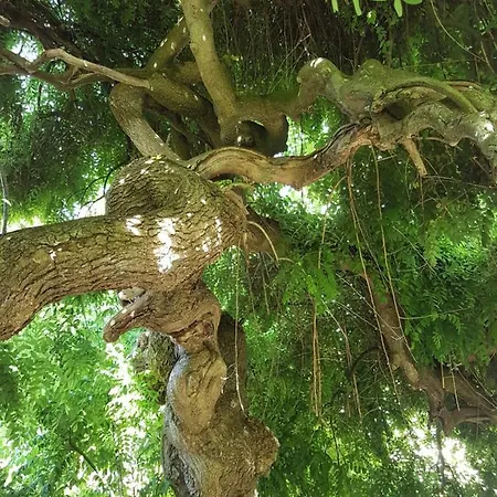 Le Sophora
