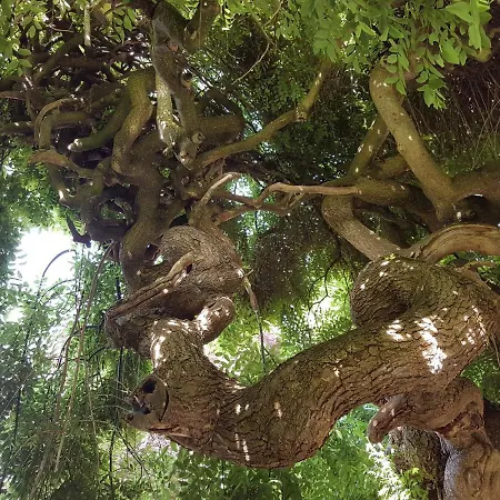 Le Sophora